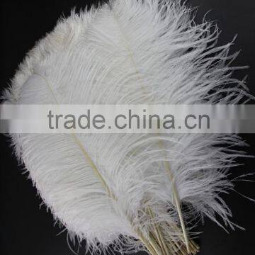 CHINAZP Factory Wholesale 14inch to 16inch Dyed Royal White Ostrich Fethers for Sale photo-4