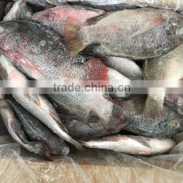 Chinese Factory Price of Frozen Black Tilapia