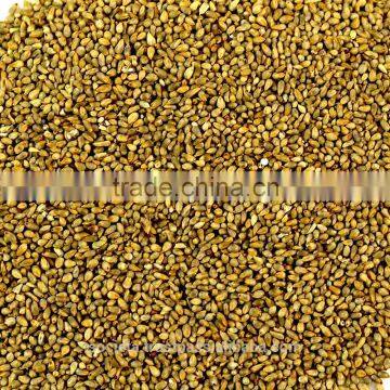 Australian Pear Millet