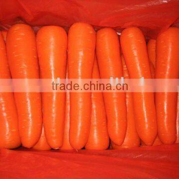 xiamen origin fresh carrot