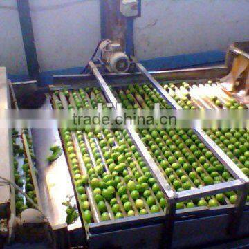 Fresh Lemon ( Adalia - Verna - Lime )