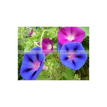 Ipomoea purpurea variegata Purple Morning Glory Variegated