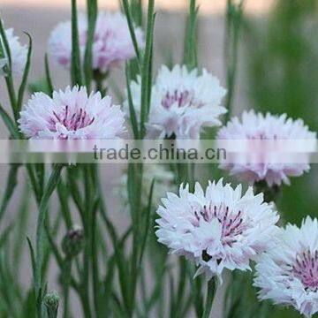 Centaurea cyanus flower seeds for growing