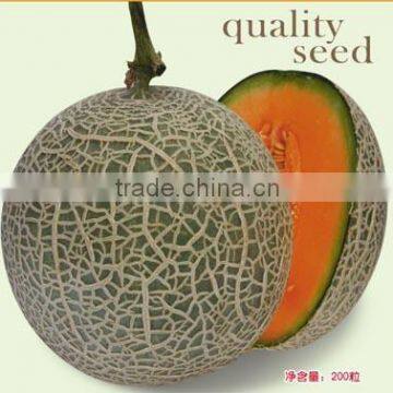 Hybrid Musk Cantaloupe Hami Melon Seeds For Cultivation-Ruby No.3 F1