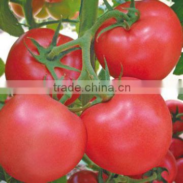 Hybrid Tomato seeds for growing- Happy Spring110