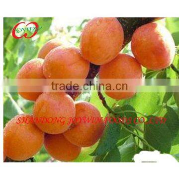 Canned Food,Canned Fruit and Vegetable, Canned Apricots in Light Syrup photo-2