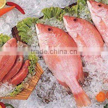 Red Mullet (Parupeneus Heptacanthus)