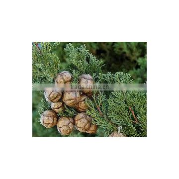 CYPRESS ESSENTIAL OIL