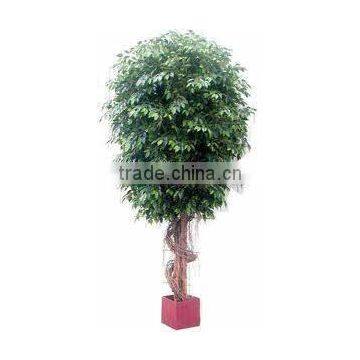 SJ2001022 Small Potted Foliage Banyan Tree Landscaping Decoraative Garden Tree photo-2