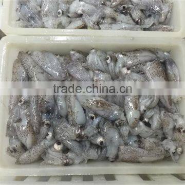 500g BQF Baby Squid photo-2