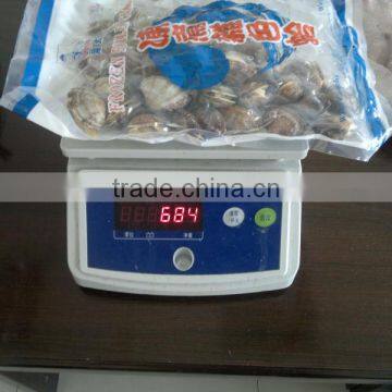 Short Necked Clam photo-4