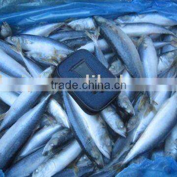 frozen mackerel(small size)