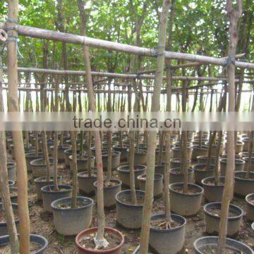 lagerstroemia indica high trunk 2m potted