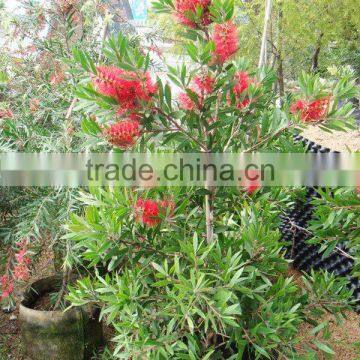 Callistemon Viminalis Callistemon Rigidus