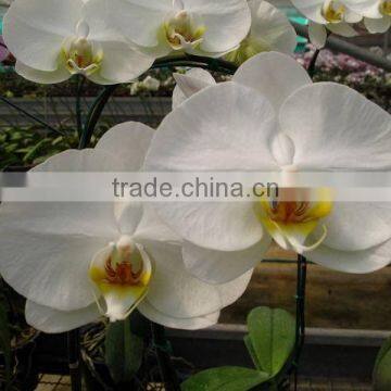 Phalaenopsis Orchid Plants flowers bloom & no flowers (CM)