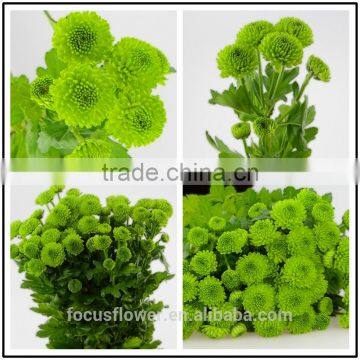 2017 Newest Chrysanthemum Fresh Cut Flowers Chamomile Green