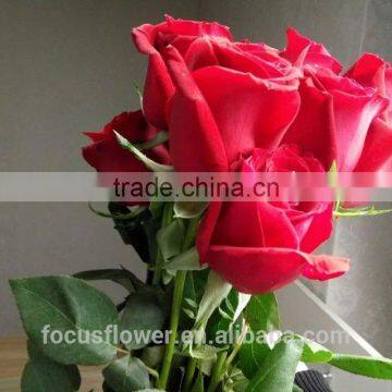 natural large bud size fresh cut flowers export rose for Valentine's Day