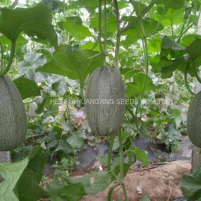 Good Taste F1 Hybrid Hami Melon Seeds Price photo-4