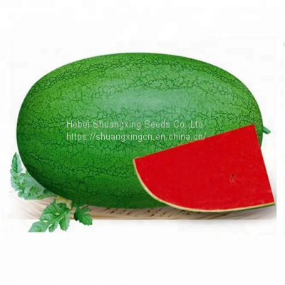 Big Pearl Light Green Hybrid Watermelon Seed photo-4