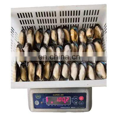 Hot Sale Frozen Half Shell Mussel for Export photo-5
