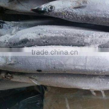 FROZEN PACIFIC SAURY WHOLE ROUND photo-4