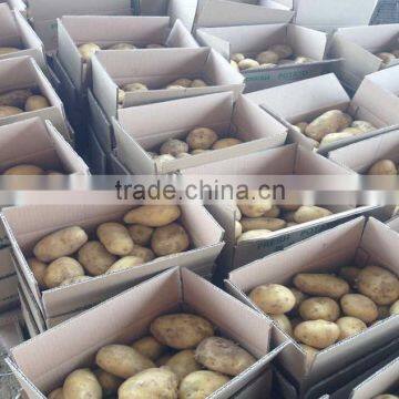 China Potato 2016 photo-4