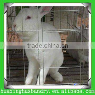 professional manufacture rabbit cage for poultry farm shed