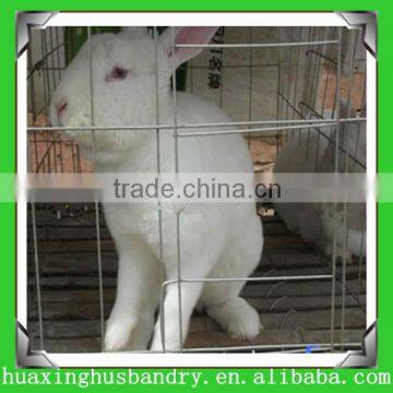 China Factory High Quality Used Rabbit Cages for Sale/ Birds Cage/large Animal Cages for Sale