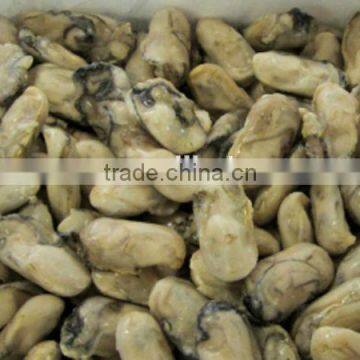 frozen oyster meat for sale