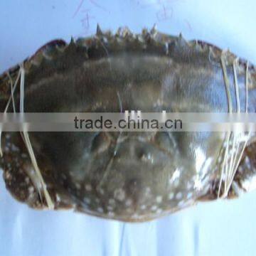 frozen blue swimming crab wholesale