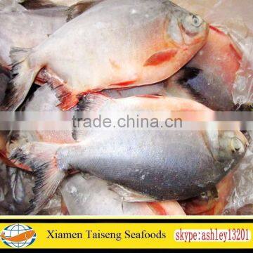 Hot Sale Red Pomfret Red Pacu