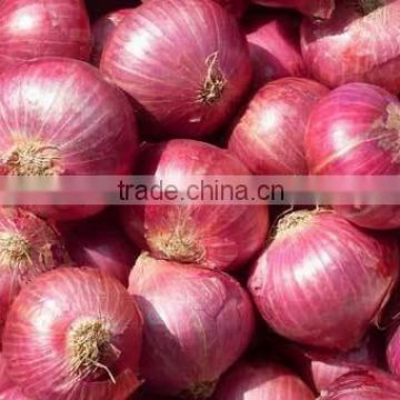 Export Quality of Big Onion