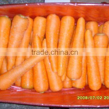 2015 new arrival china fresh carrot for exporting