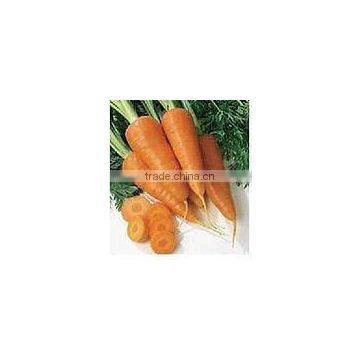 China New Crop Fresh Carrot in High Quality