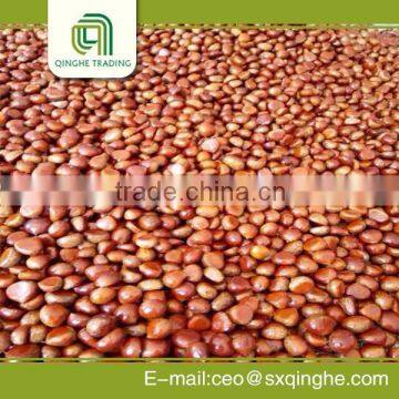 Hot selling chestnut with shell with low price