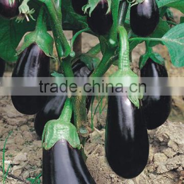 Hybrid eggplant seeds green calyx for growing-Happy Man No. 1