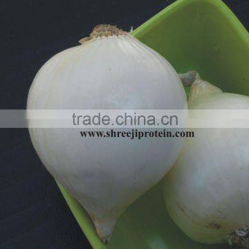 fresh white onion