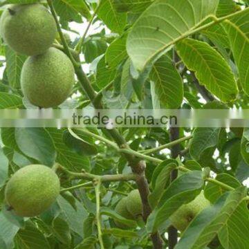 walnut tree seedling