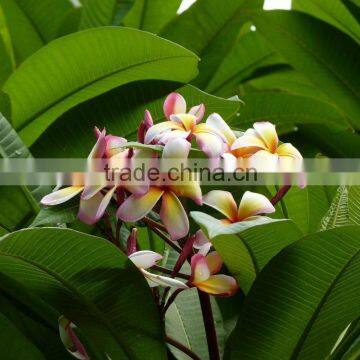 Multi-color Plumeria Rubra 'Tricolor'