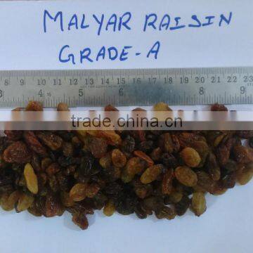 MALAYAR RAISIN A GRADE