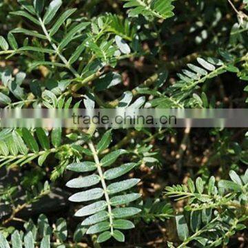 High Quality Nature Tribulus Terrestris 60% Saponins With High Quality photo-6