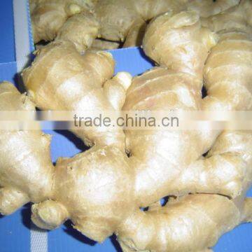 New Crop China Fresh Ginger for Sale photo-3