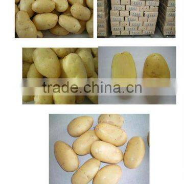 Certified HALAL/ GAP Fresh Holland Potato for UAE photo-3