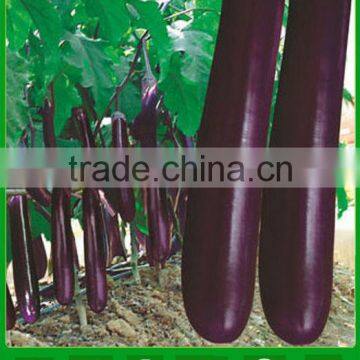 E10 Marshal mid-early maturity purple eggplant seeds, f1 hybrid eggplant seeds