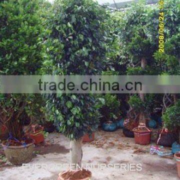 Ficus benjamina