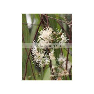 EUCALYPTUS GLOBULUS OIL 60%