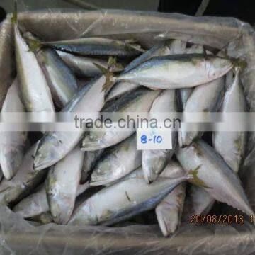 Frozen Indian Mackerel photo-2