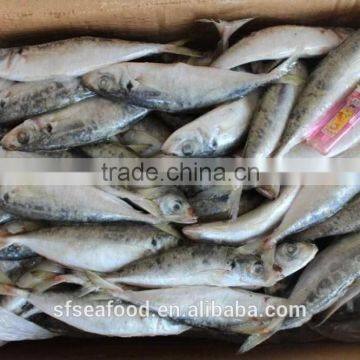 koi fish of frozen mackerel
