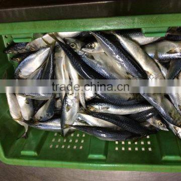 Pacific Mackerel Fish photo-3
