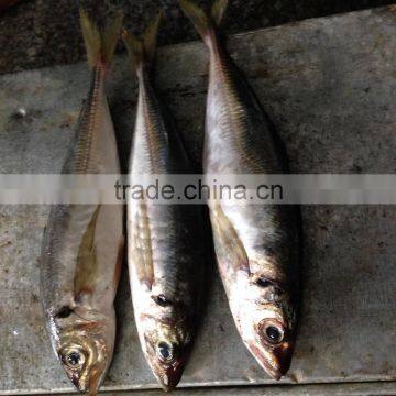 Frozen Horse Mackerel 25cm up Hot sale